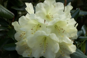 Rhododendron (Azalea)  'Chionoides' New 2022